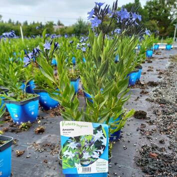 image AMSONIA BLUEU ICE