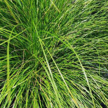 image STIPA ICHU