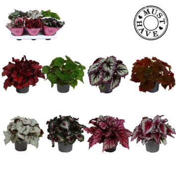 image BEGONIA BELEAF