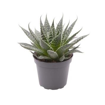 image ALOE ARISTATA