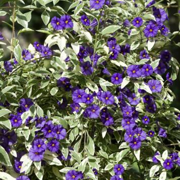 image SOLANUM RANTONNETII