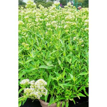image CENTRANTHUS RUBER ALBUS
