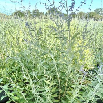 image PEROVSKIA ATRIPLICIFOLIA
