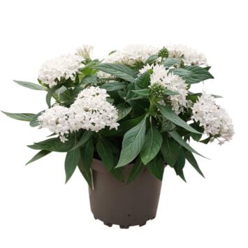 image PENTAS