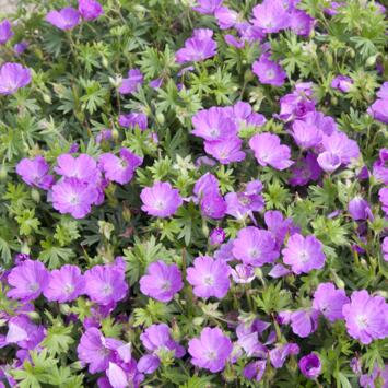 image GERANIUM SANGUINEUM