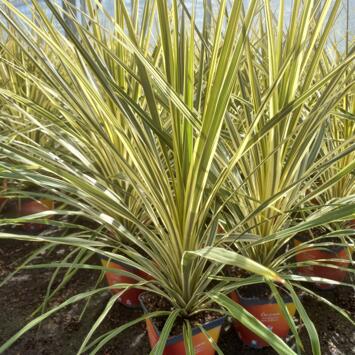 image CORDYLINE AUSTRALIS TORBAY DAZZLER