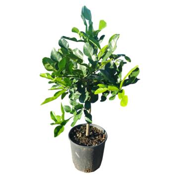 image HYSTRIX 1/2TIGE