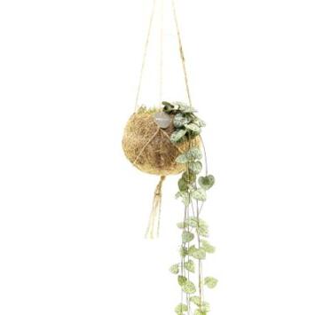 image CEROPEGIA WOODII KOKODAMA SUSP
