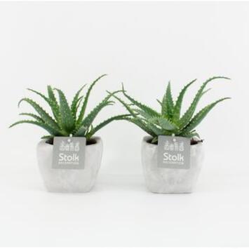 image ALOE ARBORESCENS P TERRE