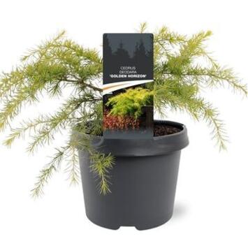 image CEDRUS GOLDEN HORIZON