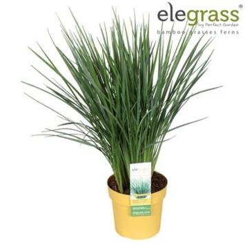 image DANIELLA COOLVISTA