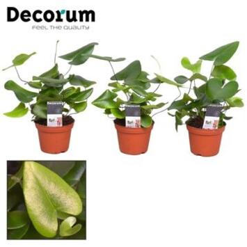 image HEMIONITIS ARIFOLIA