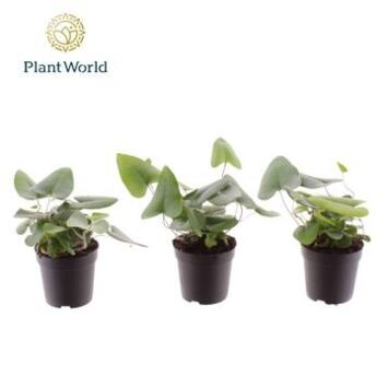 image HEMIONITIS ARIFOLIA