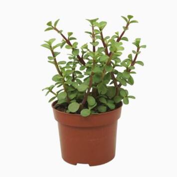 image PORTULACARIA AFRA VERT