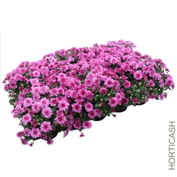 image CHRYSANTHEME TAPISSANT
