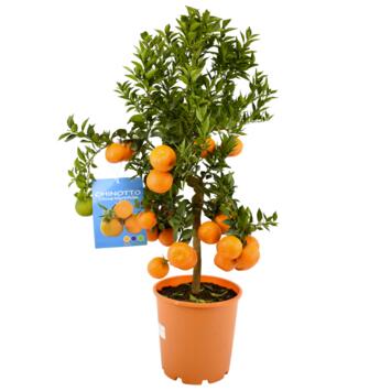image CHINOTTO 1/2TIGE