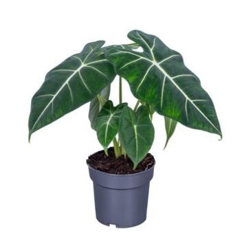 image ALOCASIA FRYDEK