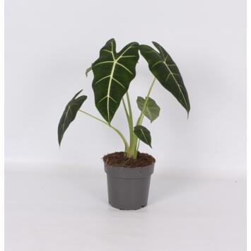 image ALOCASIA FRYDEK