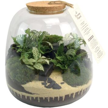 image TERRARIUM OTHELLO 20