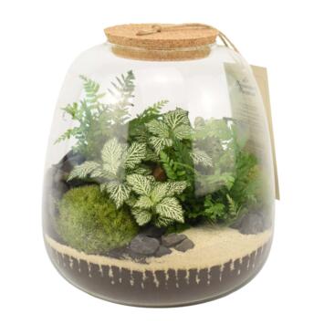 image TERRARIUM OTHELLO 20
