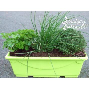 image AROMATIQUES MELANGE SALADE