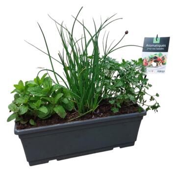 image AROMATIQUES MELANGE SALADE