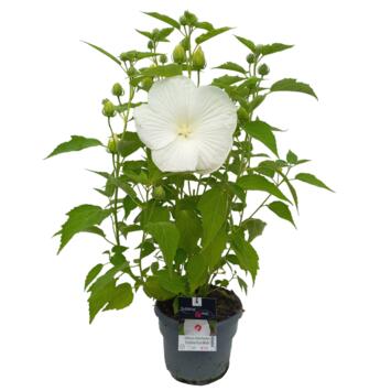 image HIBISCUS MOSCHEUTOS PURE WHITE