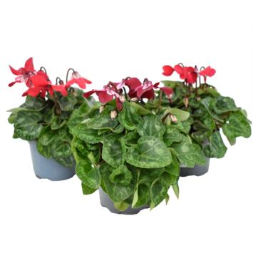 image CYCLAMEN MINI DJIX
