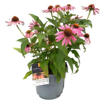 image ECHINACEE PURPUREA SUMMER COCKTAIL