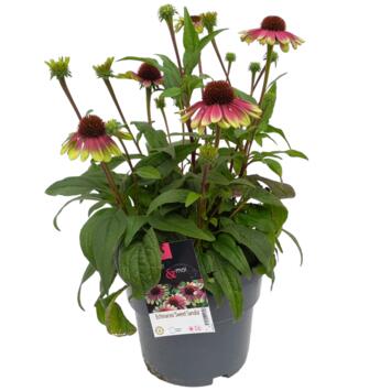 image ECHINACEE PURPUREA SWEET SANDIA