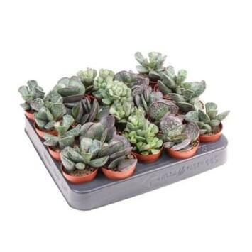 image ADROMISCHUS CRISTATUS