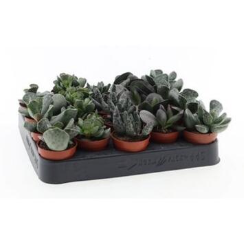 image ADROMISCHUS CRISTATUS