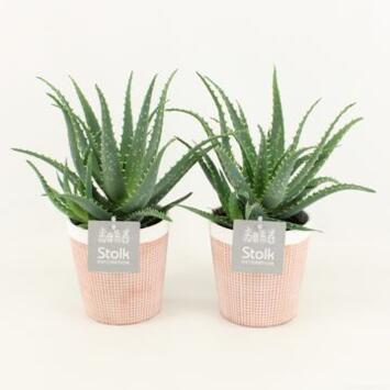 image ALOE ARBORESCENS P TERRE