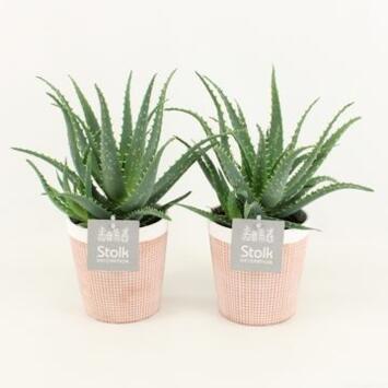 image ALOE ARBORESCENS P TERRE