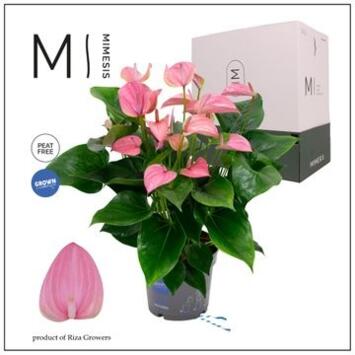 image ANTHURIUM ANDREANUM JOLI ROSE