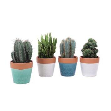 image CACTUS VARIE CERAM