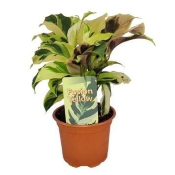 image CALATHEA FUSION YELLOW
