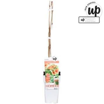 image CAMPSIS SUMMER JAZZ FIRE