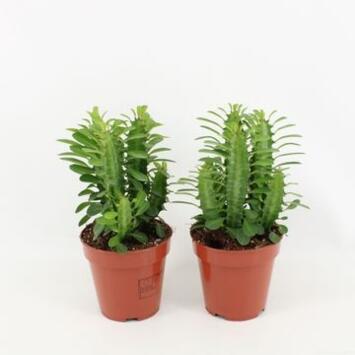 image EUPHORBIA TRIGONA