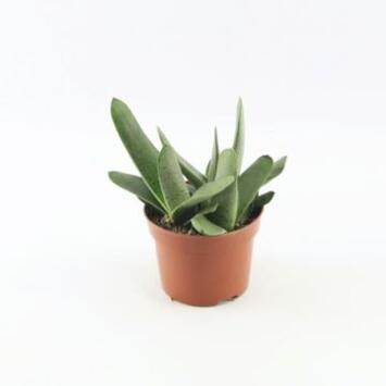 image GASTERIA LITTLE WARTY