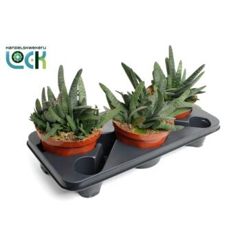 image GASTERIA MINOR