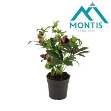 image HELLEBORE ORIENTALIS RED