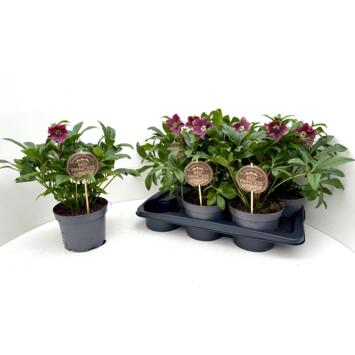 image HELLEBORE ORIENTALIS VICTORIA