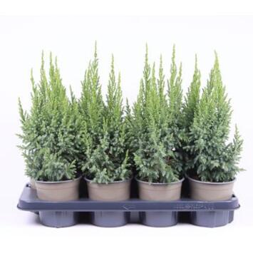 image JUNIPERUS LODERI