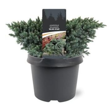 image JUNIPERUS BLUE STAR