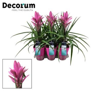 image TILLANDSIA AMIRA CERAM