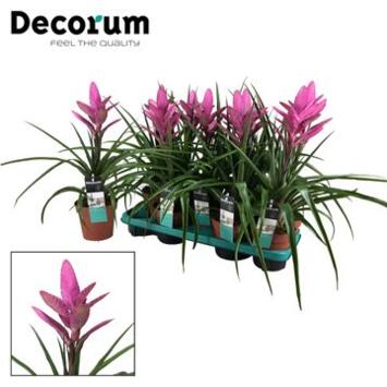 image TILLANDSIA AMIRA