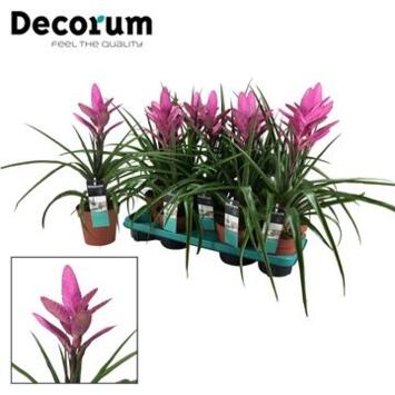 image TILLANDSIA AMIRA