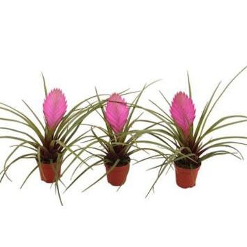 image TILLANDSIA ANITA