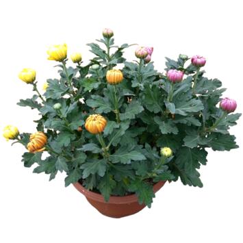 image CHRYSANTHEME 3COULEURS 12/14GR FL COUPE